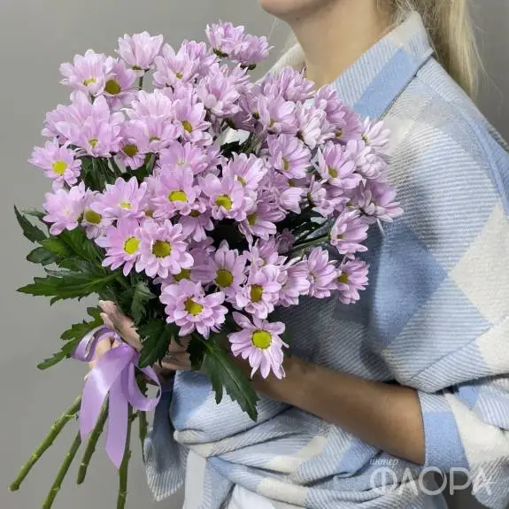 Розовые кустовые хризантемы
