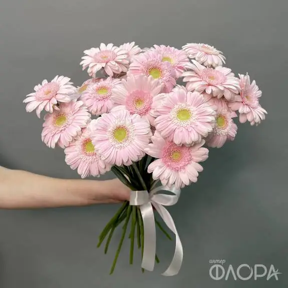 Нежные герберы мини