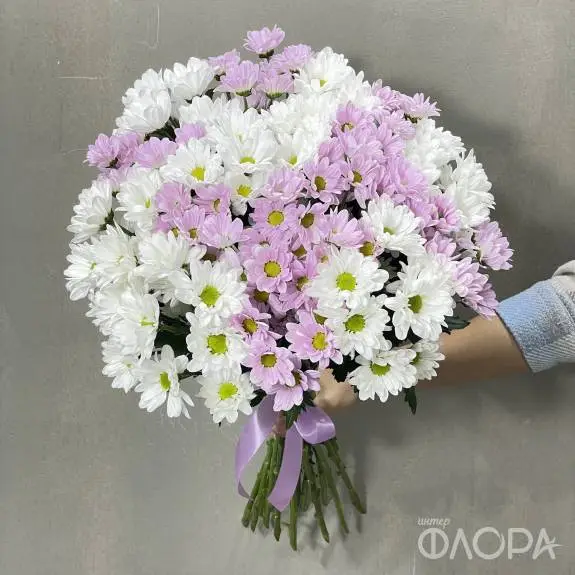 Белые и розовые хризантемы