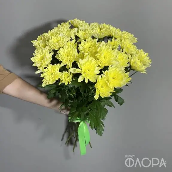 Желтые кустовые хризантемы