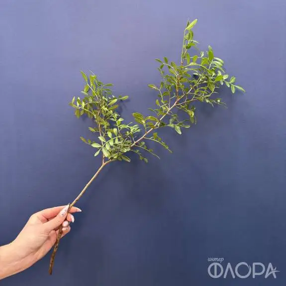 Фисташка