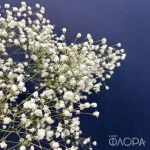 Гипсофила
