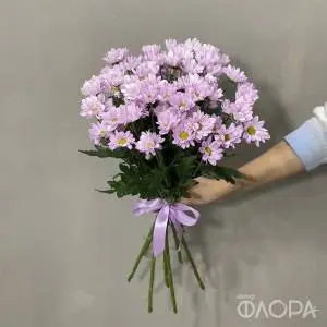 Розовые кустовые хризантемы