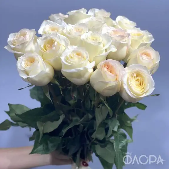 Розы "Канделайт", Эквадор 70 см