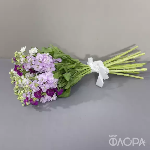 Маттиола 