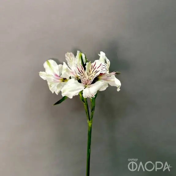 Белые альстромерии
