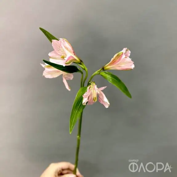 Розовые альстромерии