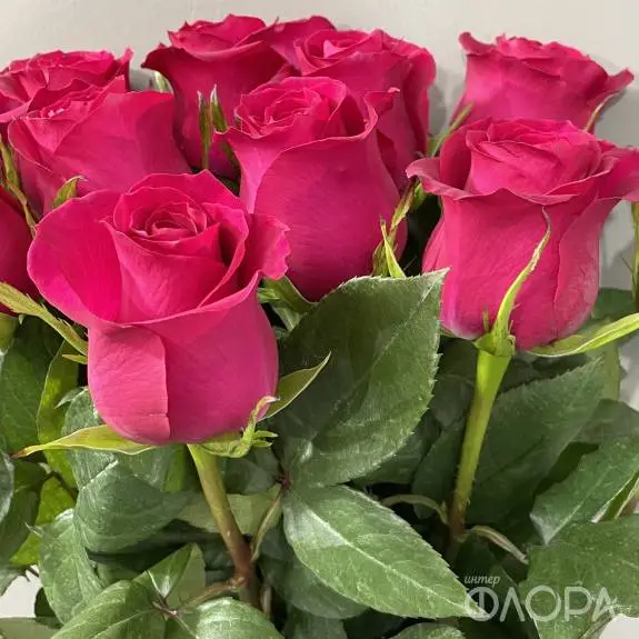 Розы "Готча", Эквадор 70 см