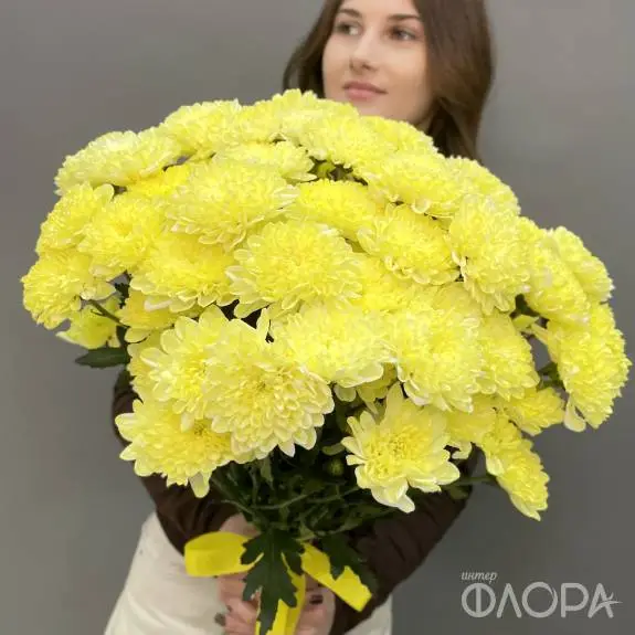 Лимонные кустовые хризантемы