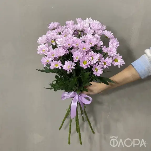 Розовые кустовые хризантемы