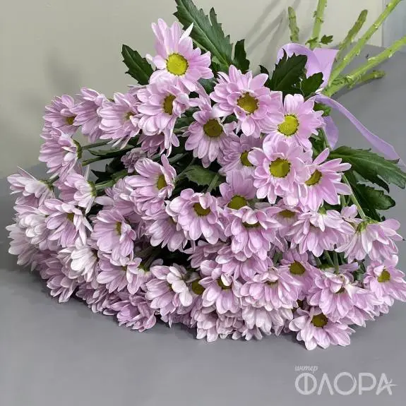 Розовые кустовые хризантемы