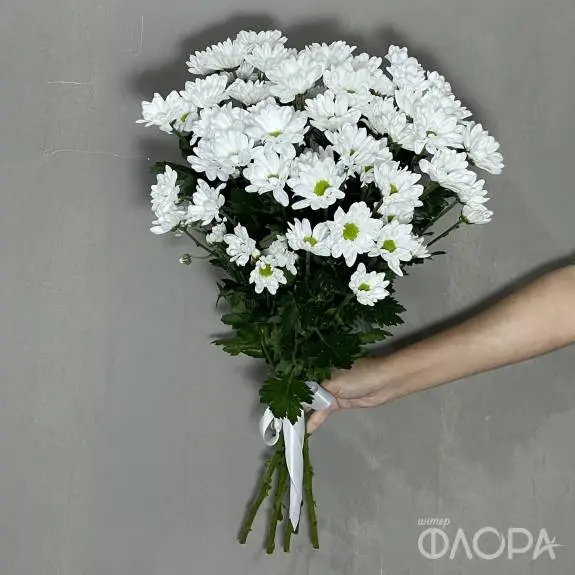 Белые хризантемы ромашки "Чик"
