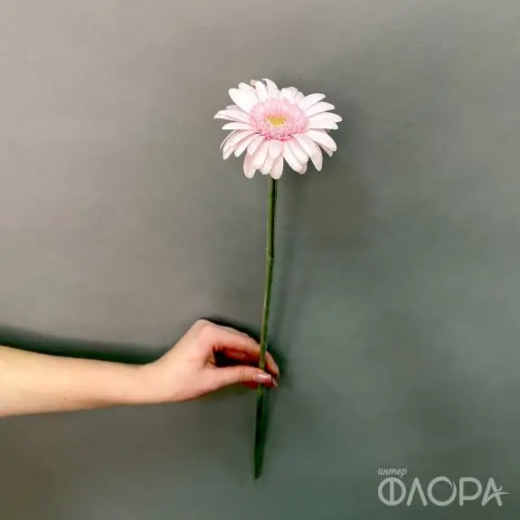 Нежные герберы мини