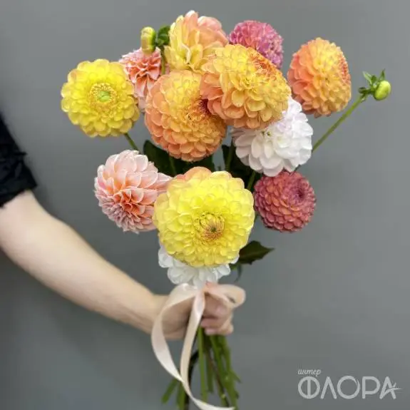 Георгины 