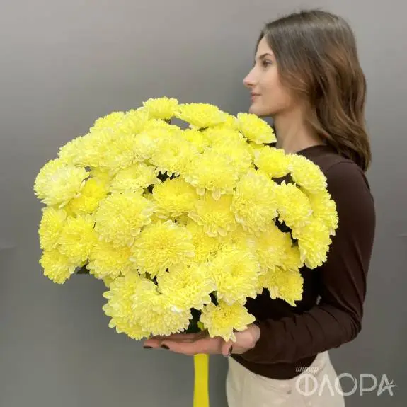 Лимонные кустовые хризантемы