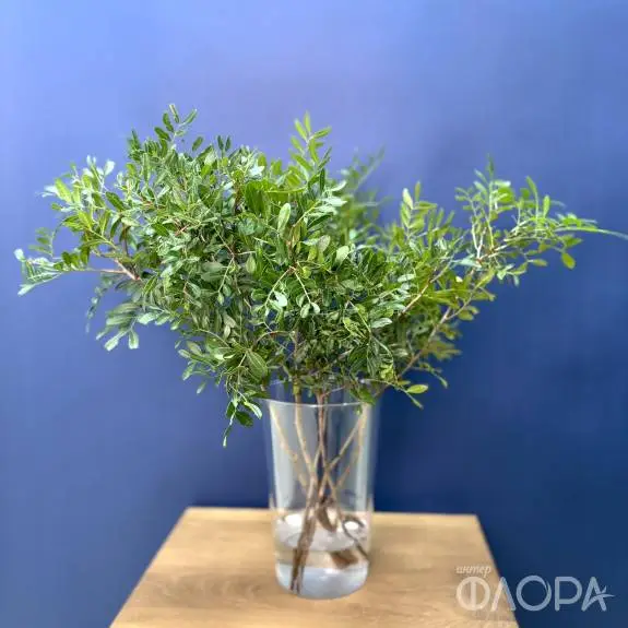 Фисташка