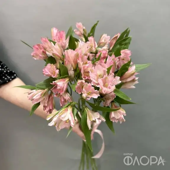 Розовые альстромерии