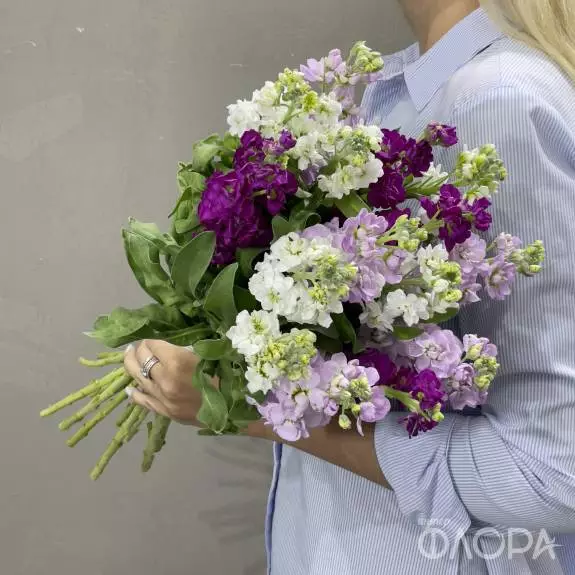 Маттиола 