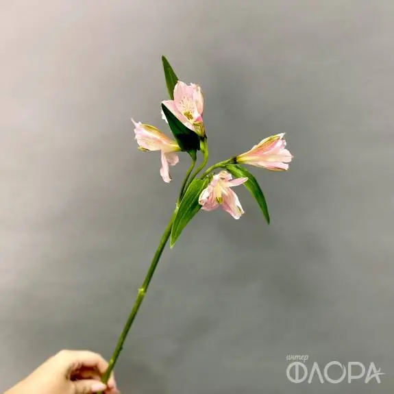 Розовые альстромерии