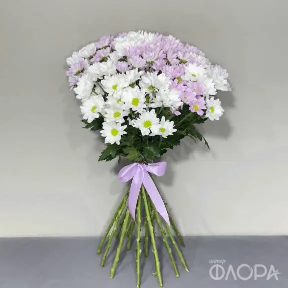 Белые и розовые хризантемы