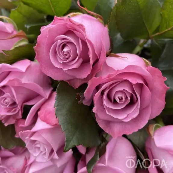 Розы "Маритим", Россия 60 см