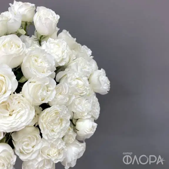 Пионовидные кустовые розы "Дример" 60 см