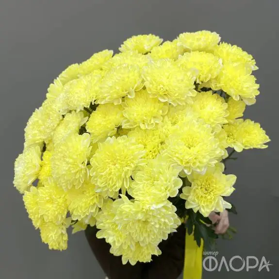 Лимонные кустовые хризантемы