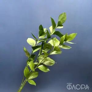 Рускус