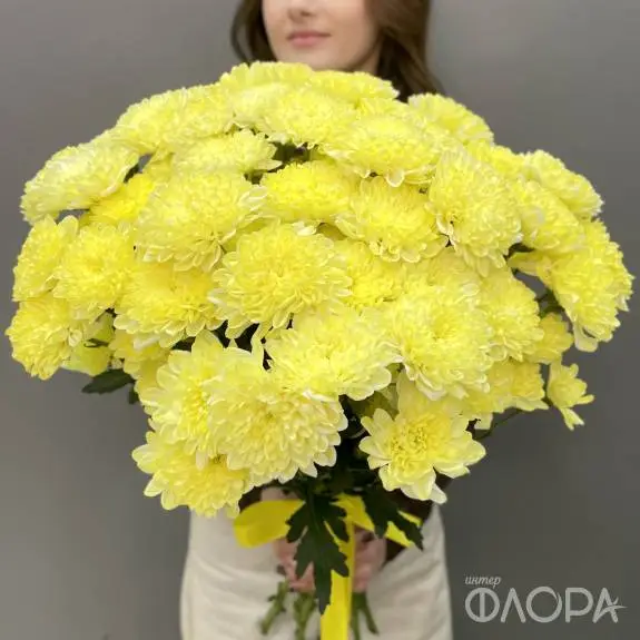 Лимонные кустовые хризантемы