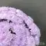 Черничные кустовые хризантемы