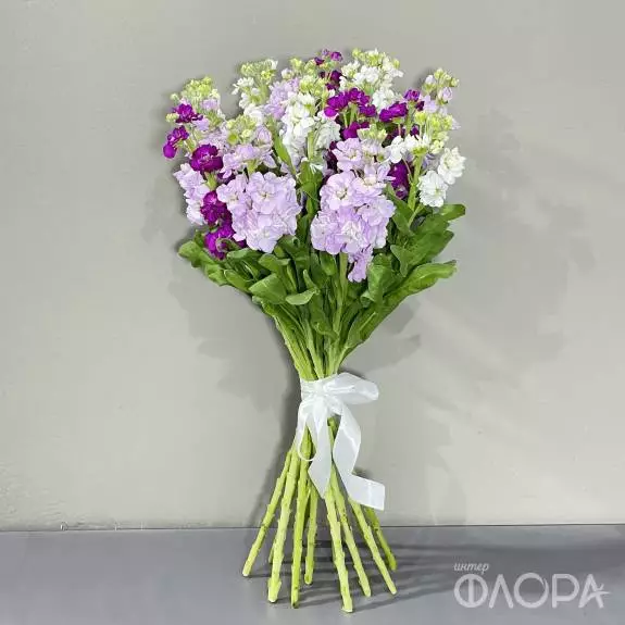 Маттиола 