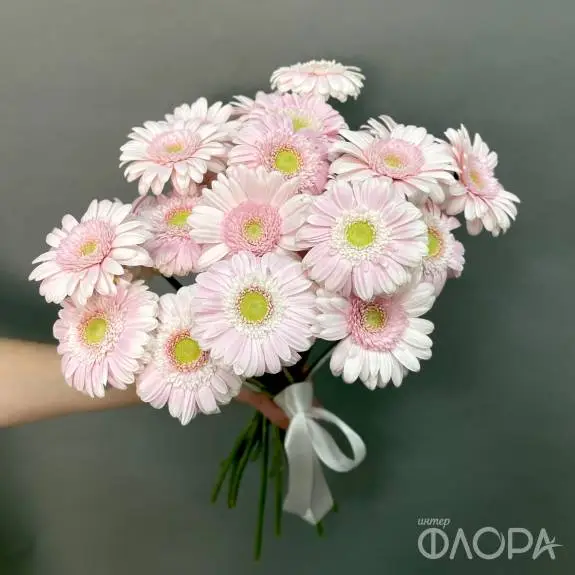 Нежные герберы мини