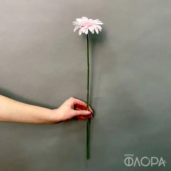 Нежные герберы мини