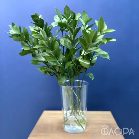 Рускус