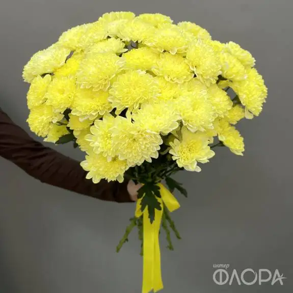Лимонные кустовые хризантемы