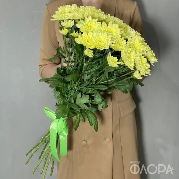 Желтые кустовые хризантемы