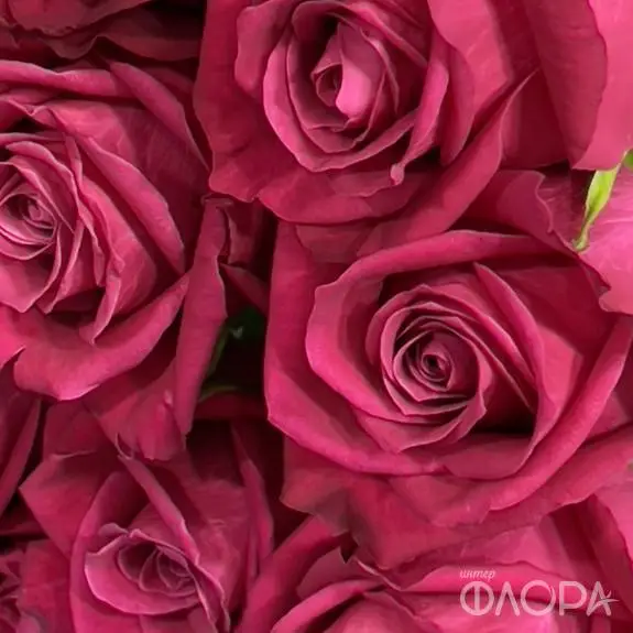 Малиновые розы "Шангри Ла", Россия 60 см